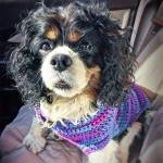 23473169_10215316483811544_2051780795757797242_n