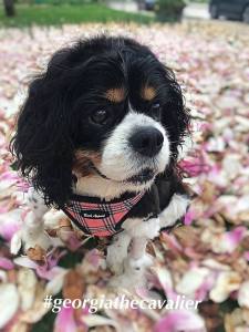 58876468_376979956492860_2594769706938269696_n