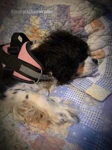 72439999_478088043048717_1553417773210664960_n