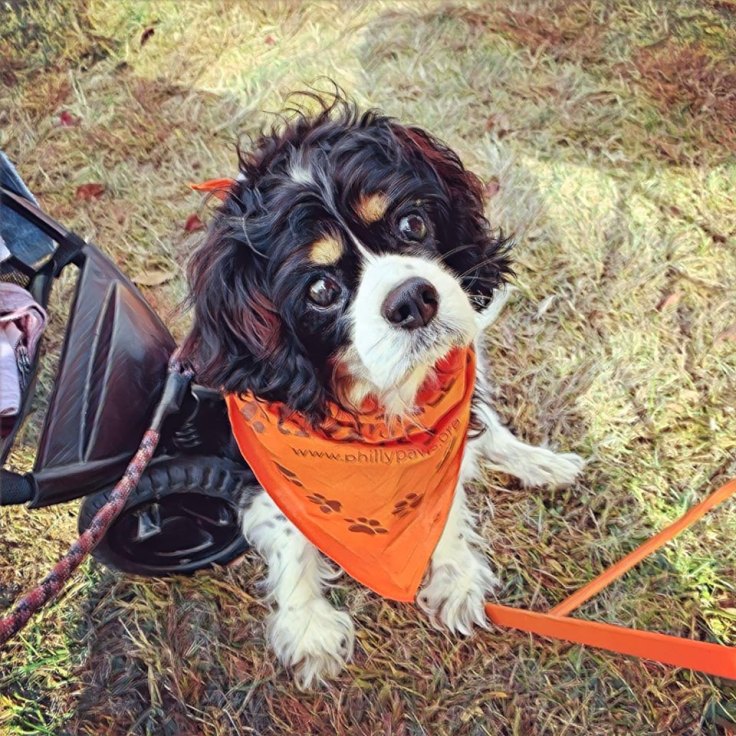 73504669_10221290064627331_4248429177864192000_n-1